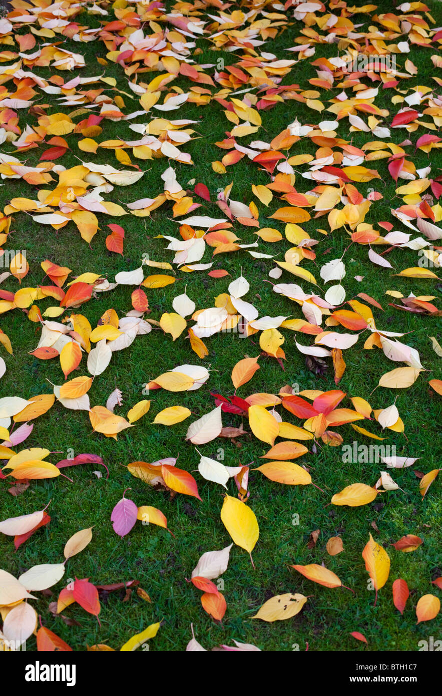 Sparse in foglie di autunno su erba in Worcesteshire, REGNO UNITO Foto Stock