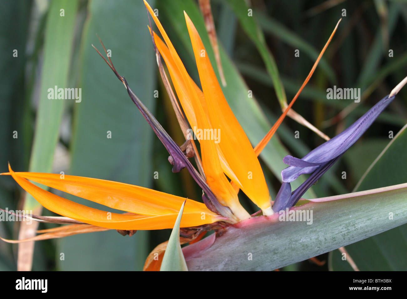 Strelitzia Reginae / uccello del paradiso fiore / Gru fiore Foto Stock