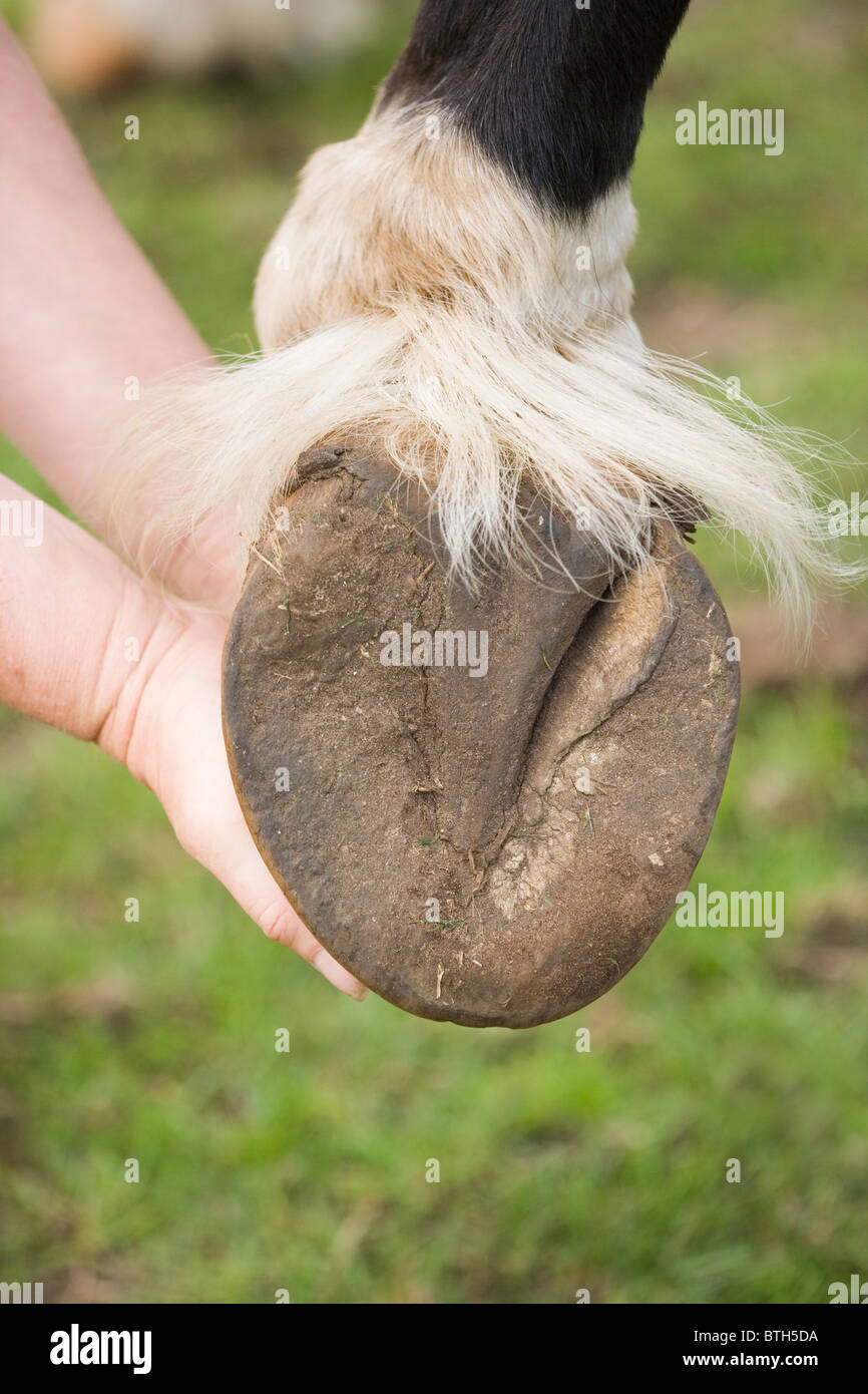 Cavallo (Equus caballus), il piede anteriore e a piedi nudi zoccolo che mostra la parte inferiore con lampadina, rana, suola. Foto Stock