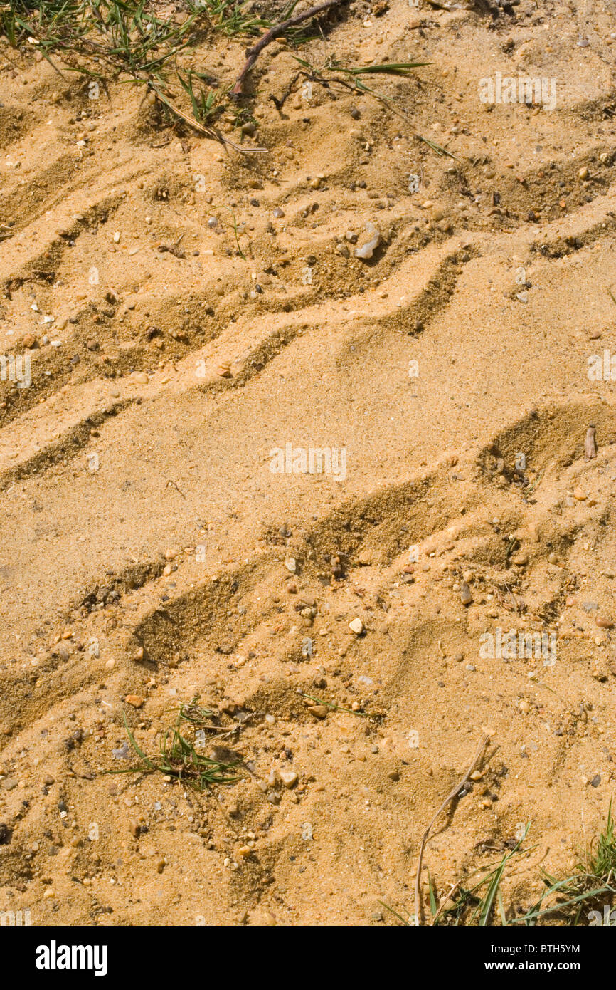 Hermann's tartaruga (Testudo hermanni). Tartaruga via a sinistra dietro sulla sabbia, con plastron e piedi stampe chiaramente visibile. Foto Stock