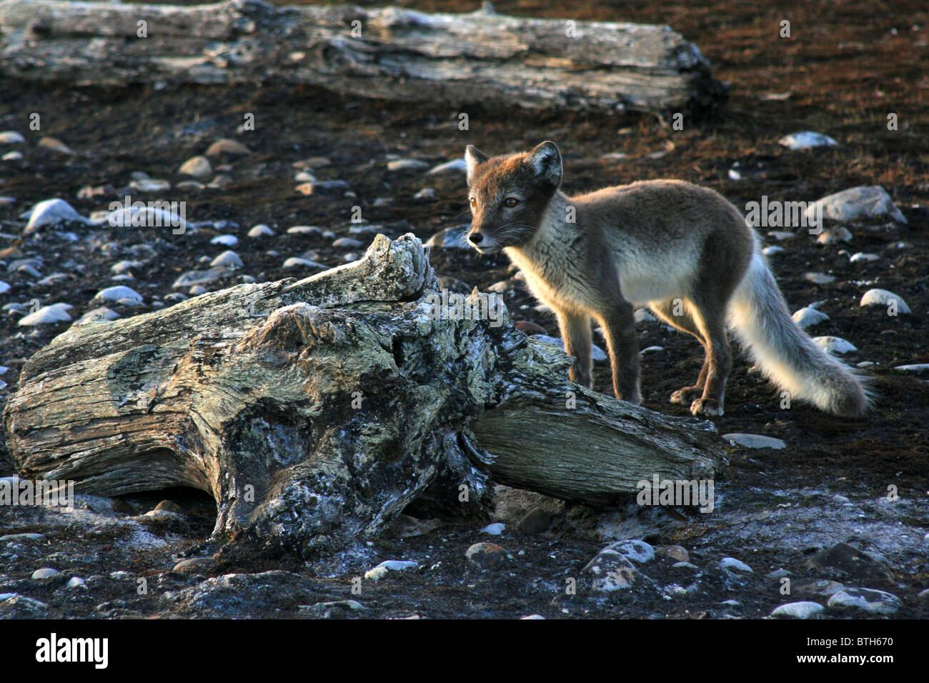 Arctic Fox (Alopex lagopus), Spitsbergen Foto Stock