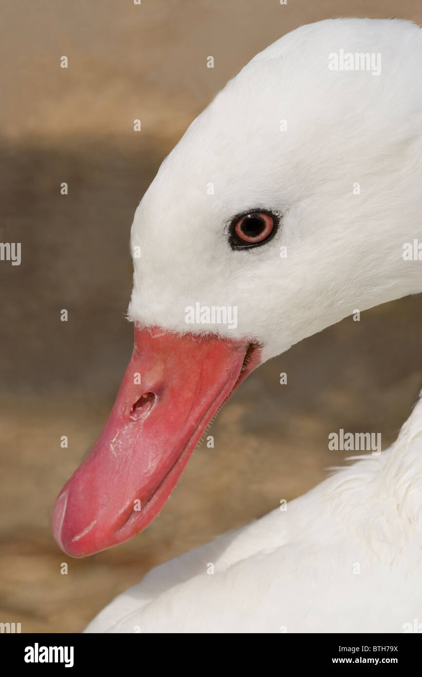 Coscoroba Swan (Coscoroba coscoroba). Che mostra la testa di bill. Foto Stock