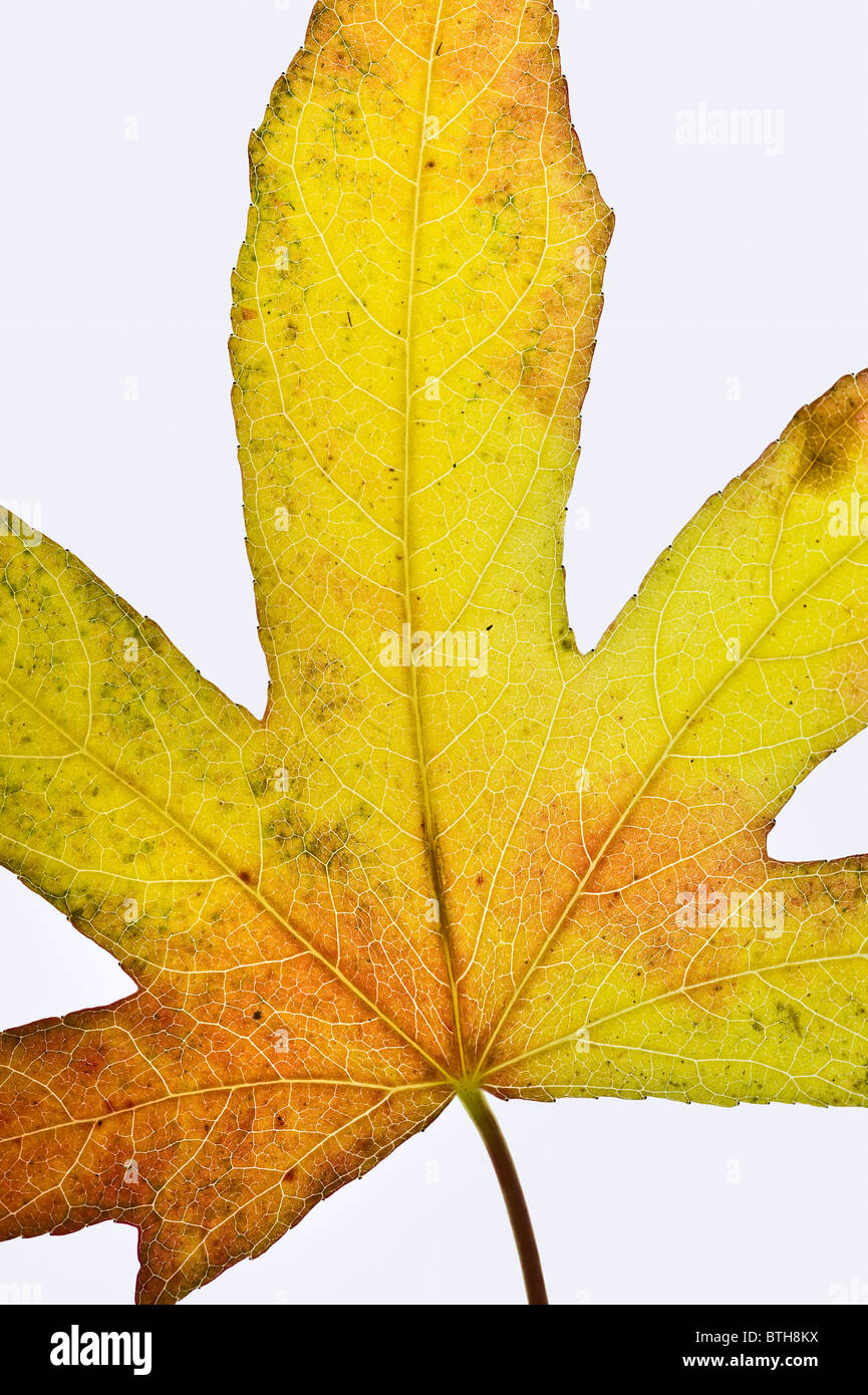 Singola foglia liquidambar che mostra i colori autunnali su sfondo bianco Foto Stock