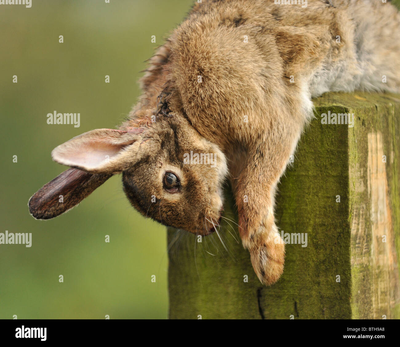coniglio morto Foto Stock