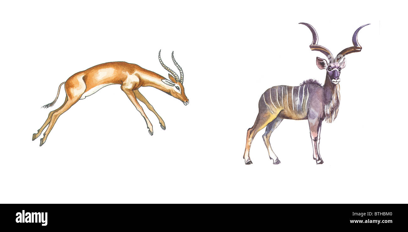 Impala e Kudu maggiore (African antilopi) Foto Stock