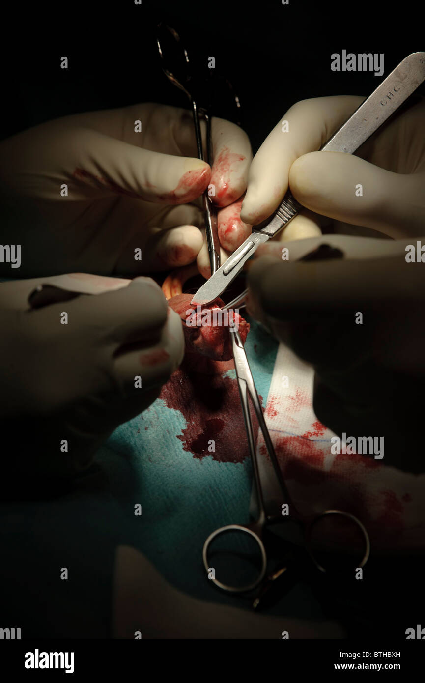 Turk bilan jinsiy aloqa video