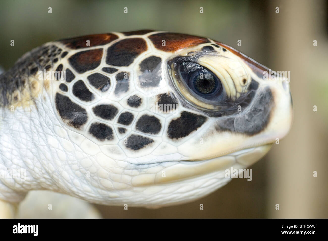 Tartaruga Verde (Chelonia Mydas). Testa; mostra occhio e pattern di scala sulla testa di questa specie. Foto Stock