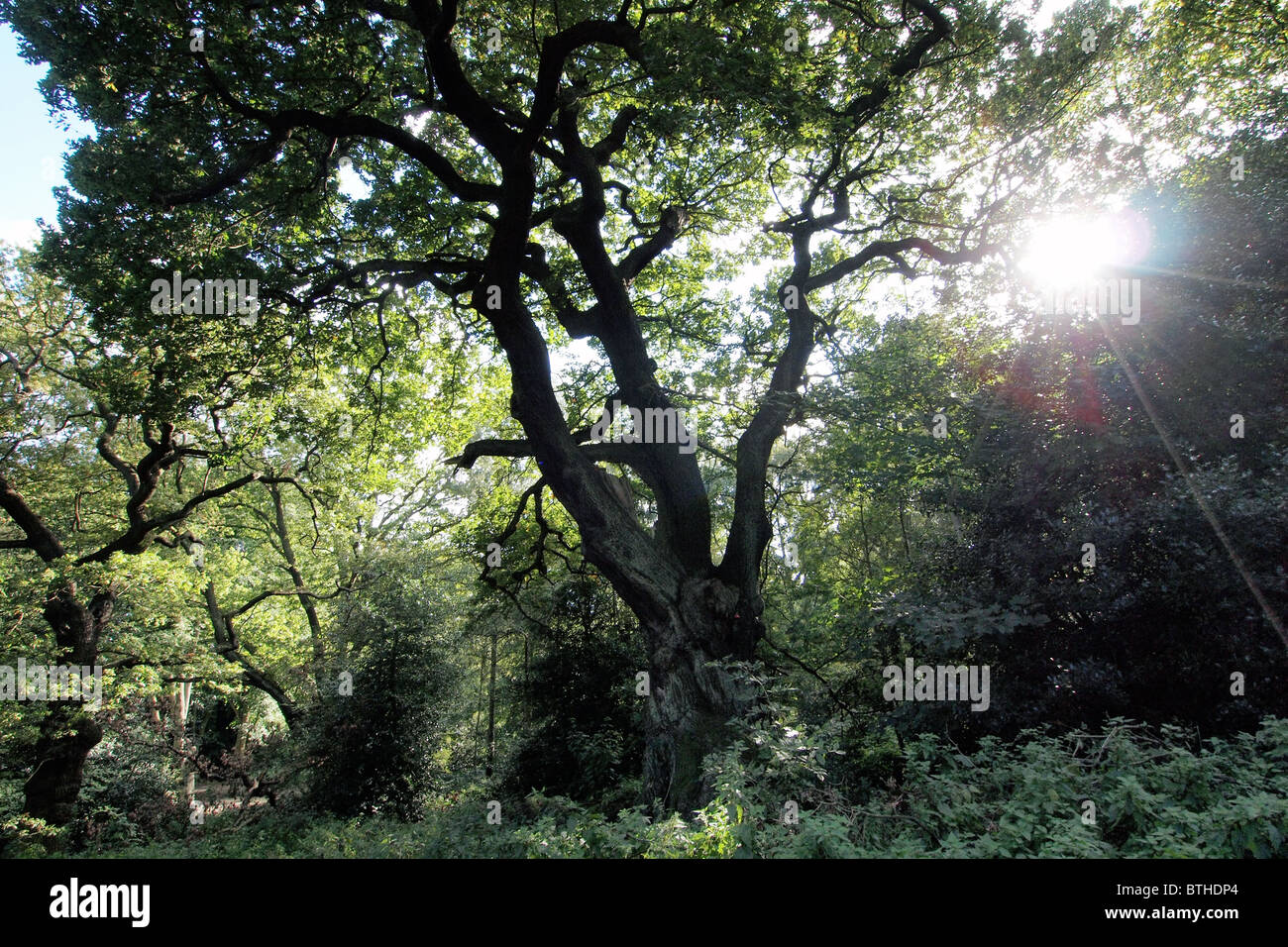 Albero su Hampstead Heath in estate Londra Inghilterra REGNO UNITO Foto Stock