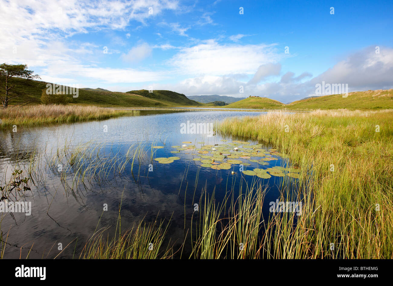 Waterlilies sul Lochan un Chlaginn, un piccolo loch sulla penisola Craignish, Argyll, Scozia. Estate Foto Stock