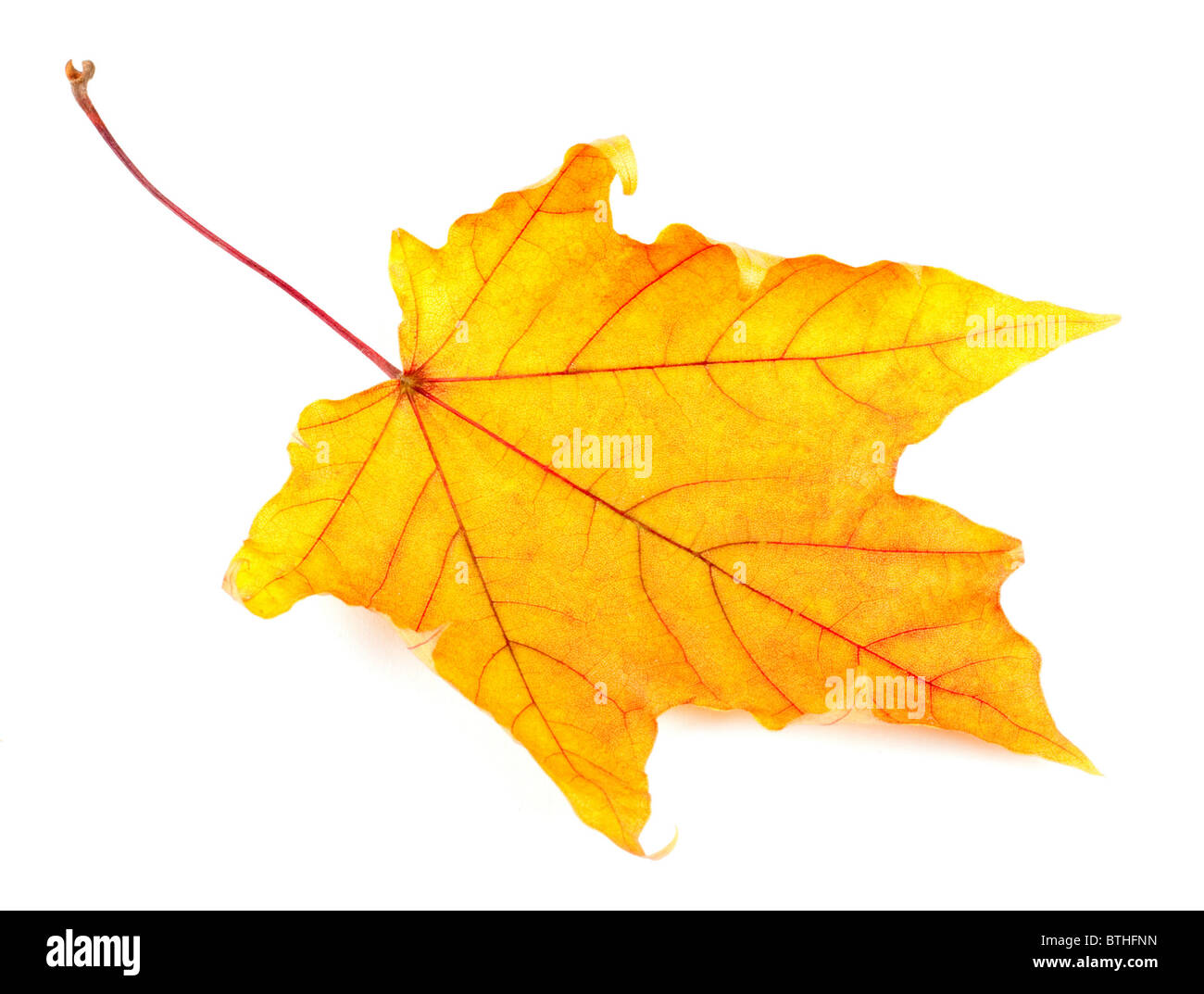 Giallo Foglia di acero isolato su sfondo bianco Foto Stock