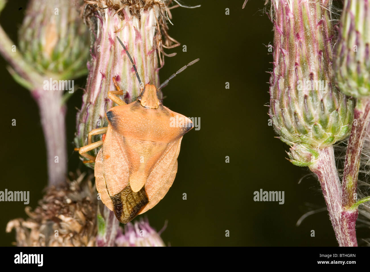 Carpocoris fuscispinus Foto Stock