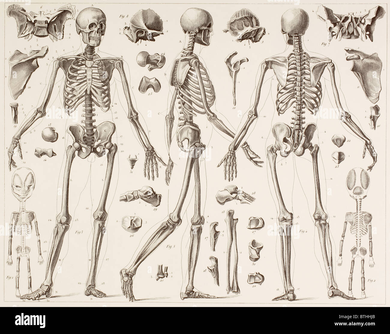 Lo scheletro di un pieno sviluppo umano. Foto Stock