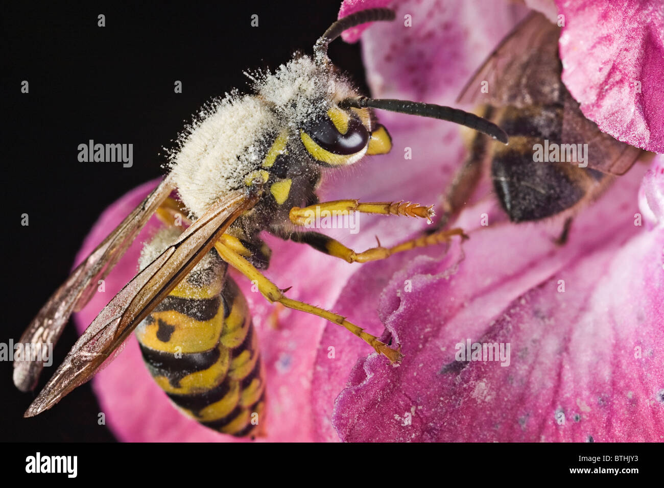 Il tedesco wasp (Vespula germanica) su un balsamo himalayana [Impatiens glandulifera] Foto Stock