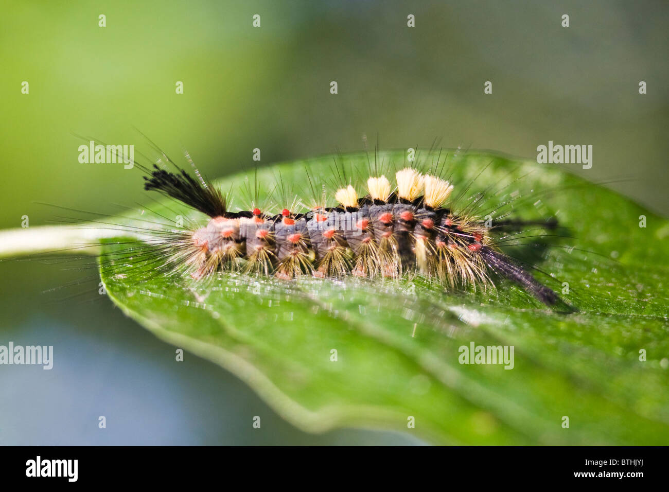 Vaporer tarma (Orgyia antiqua) Foto Stock