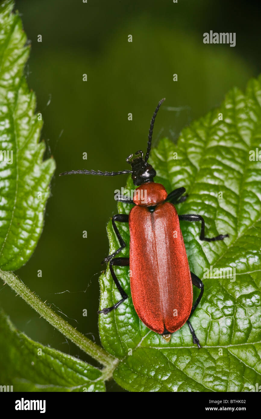 Pyrochroa coccinena Foto Stock