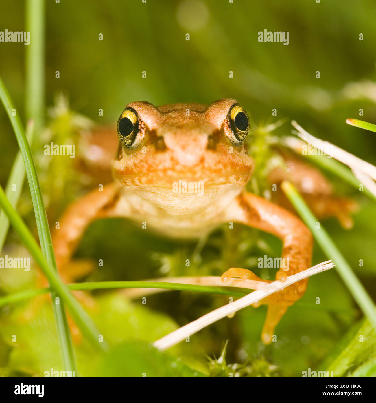 Rana di erba (Rana temporaria) animale giovane Foto Stock