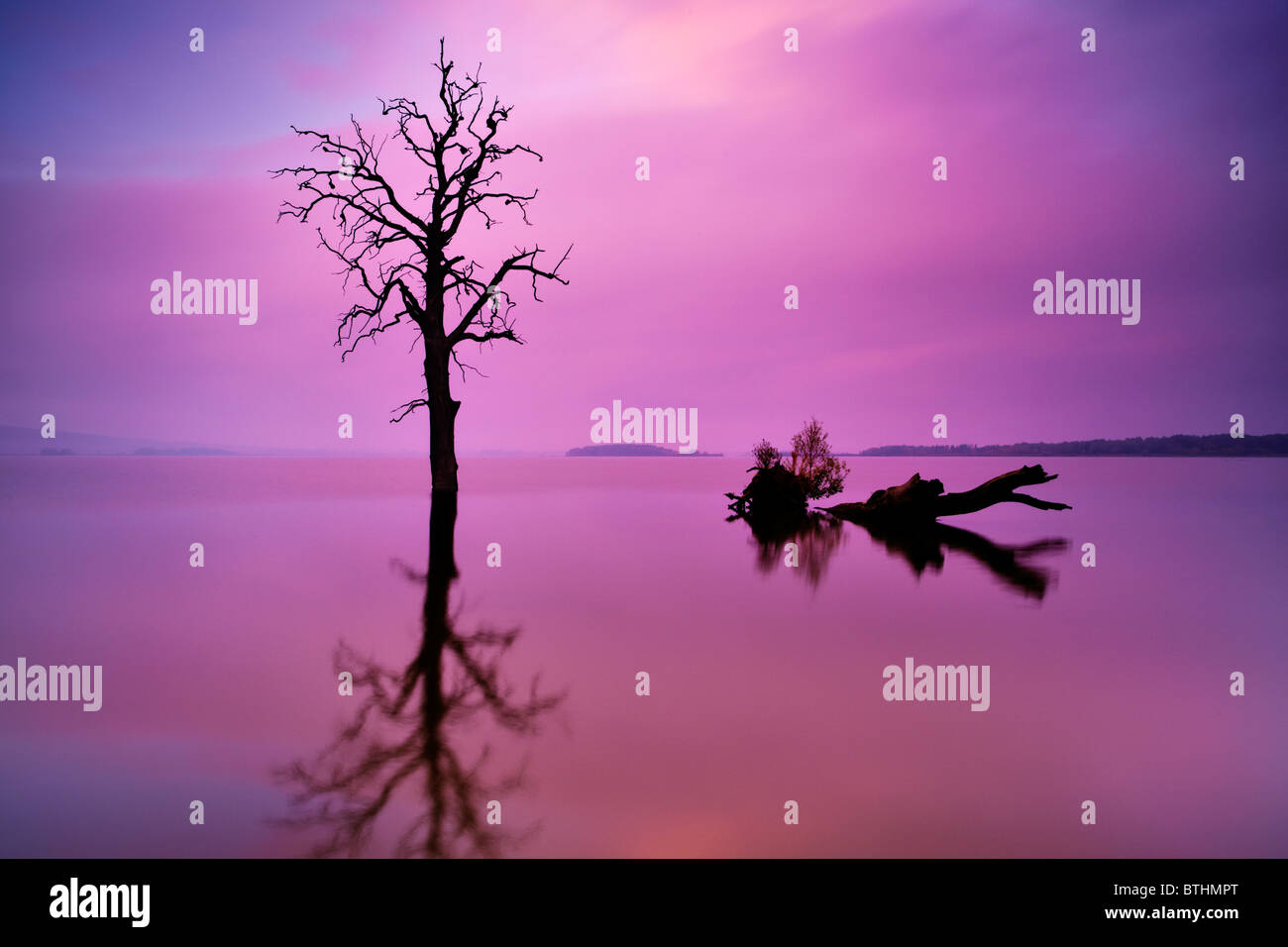 Albero solitario nel lago Foto Stock