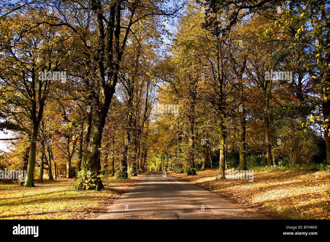Viale di alberi in autunno a Camperdown Country Park entrata principale a Dundee, Regno Unito Foto Stock