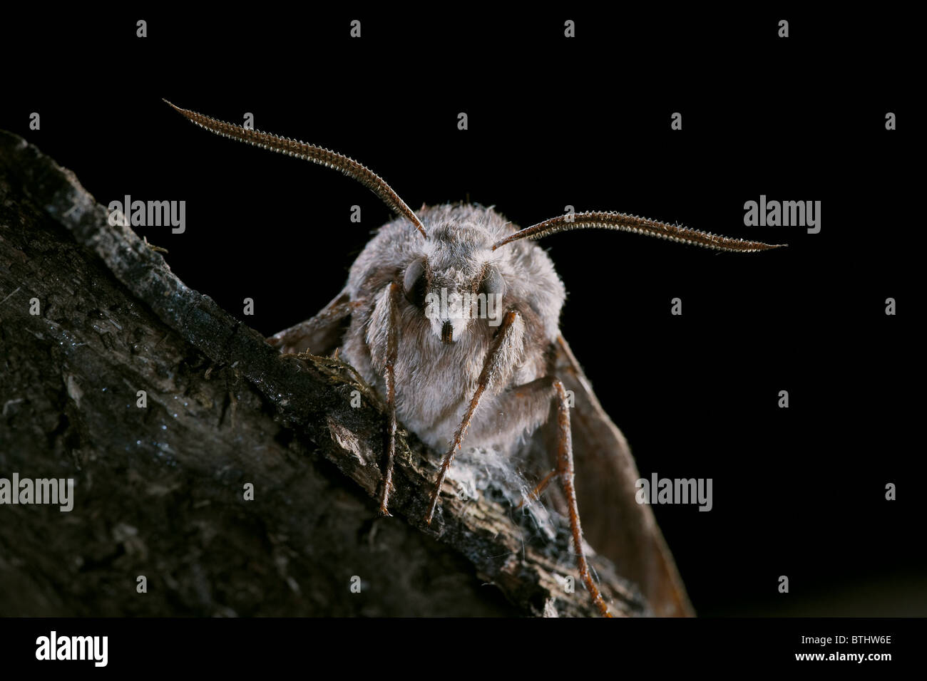 Pino, Hawkmoth Hyloicus pinastri Dorset, Regno Unito Foto Stock