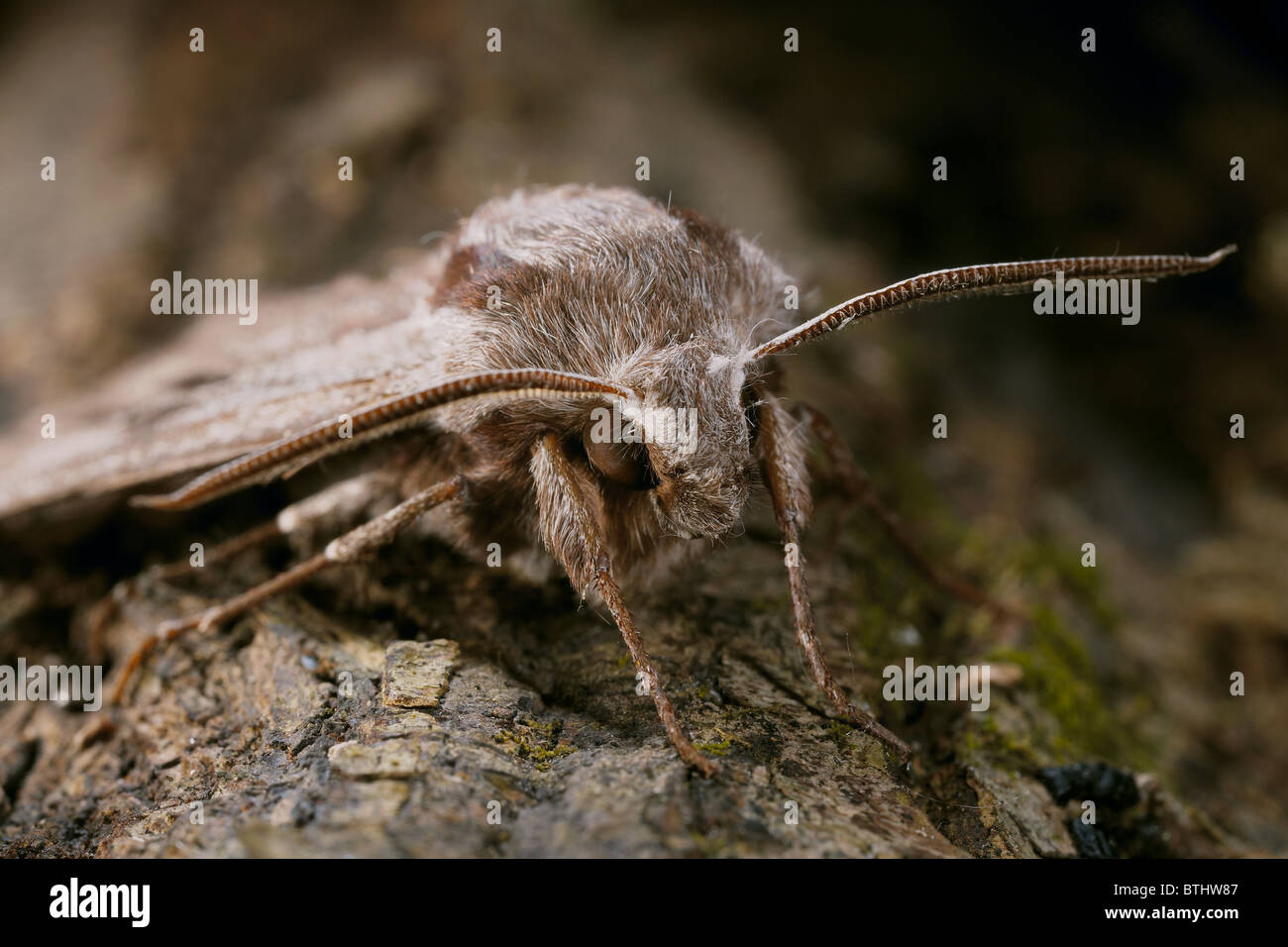 Pino, Hawkmoth Hyloicus pinastri Dorset, Regno Unito Foto Stock