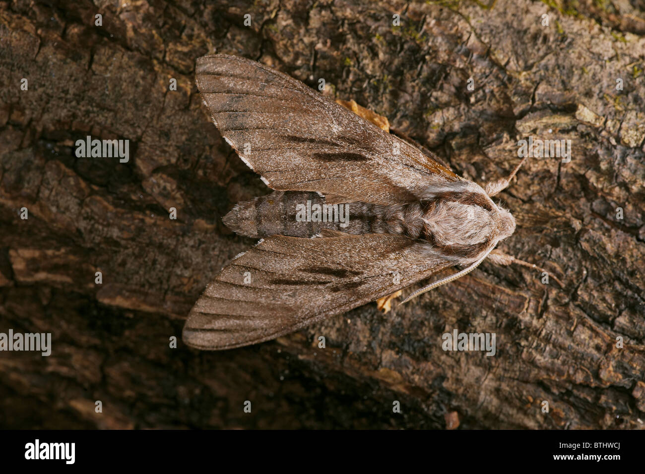 Pino, Hawkmoth Hyloicus pinastri Dorset, Regno Unito Foto Stock