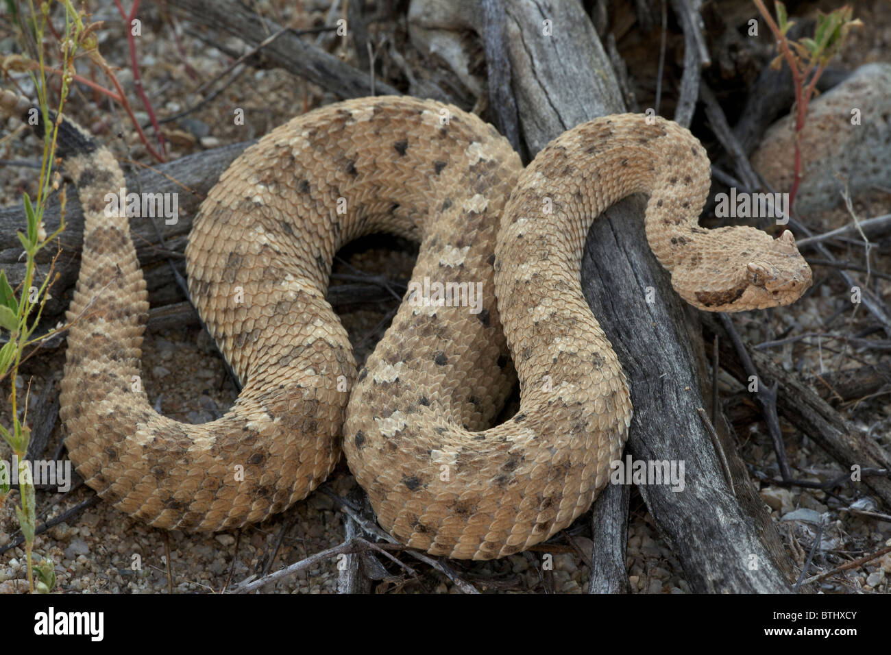 Sidewinder (Crotalus cerates) - Deserto Sonoran - Arizona - Piccolo rattlesnake denominata per la sua peculiare lateralmente locomotion Foto Stock