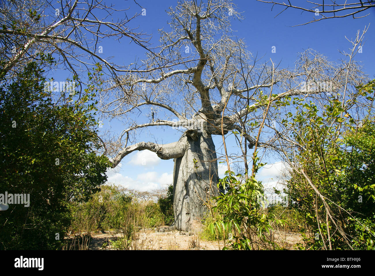 Madagascar Madagascar settentrionale, Antsiranana (Diego-Suarez) Adansonia madagascariensis Baobab Foto Stock