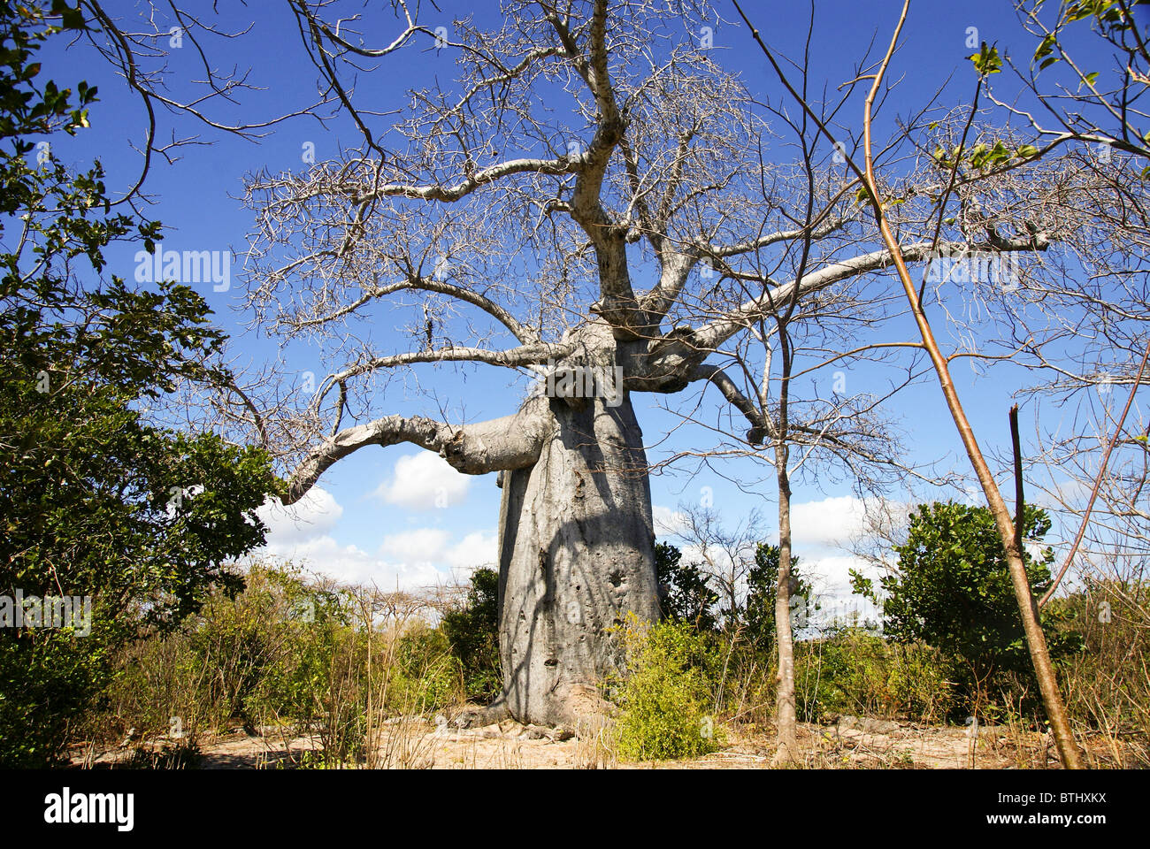 Madagascar Madagascar settentrionale, Antsiranana (Diego-Suarez) Adansonia madagascariensis Baobab Foto Stock