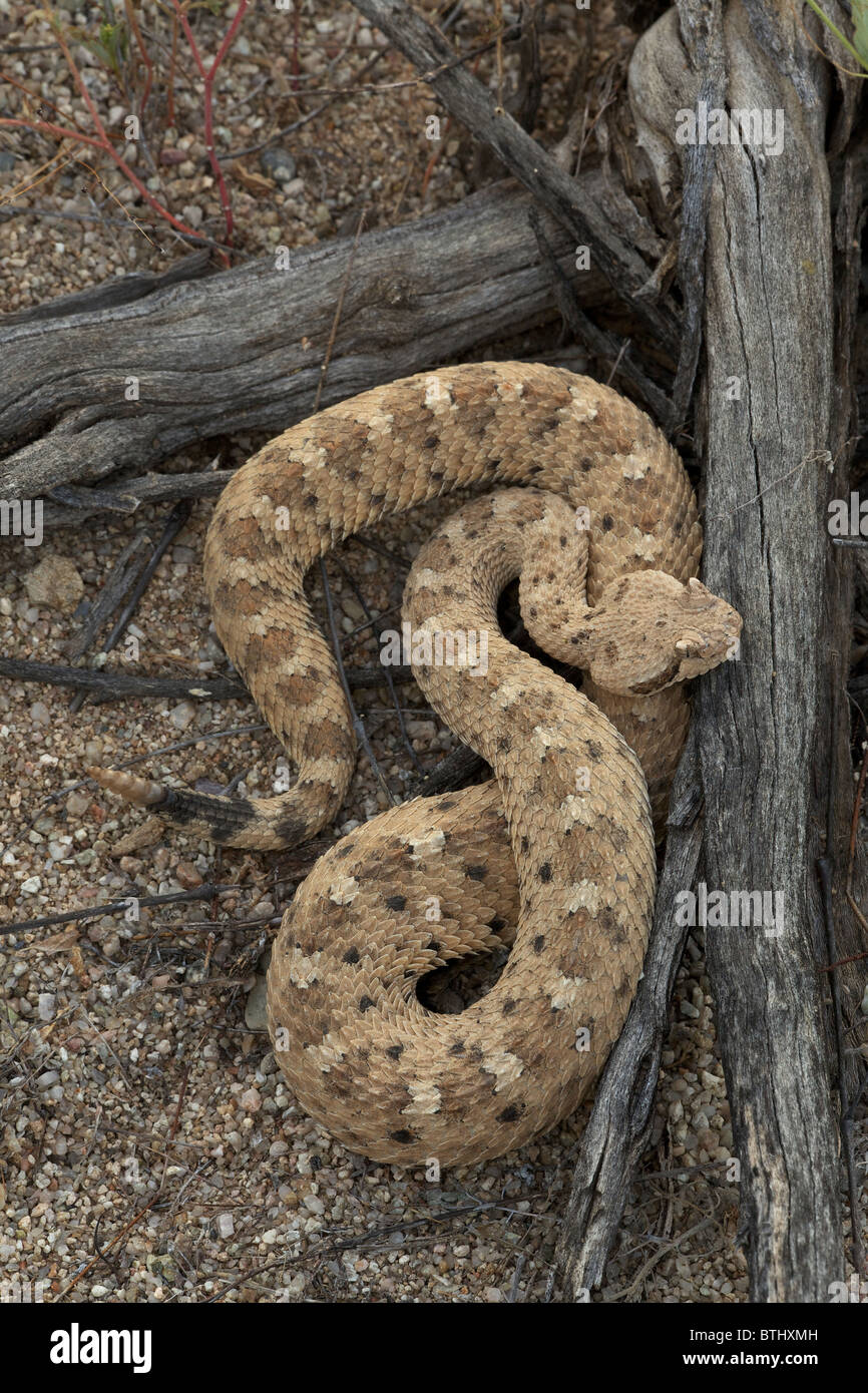 Sidewinder (Crotalus cerates) - Deserto Sonoran - Arizona - Piccolo rattlesnake denominata per la sua peculiare lateralmente locomotion Foto Stock