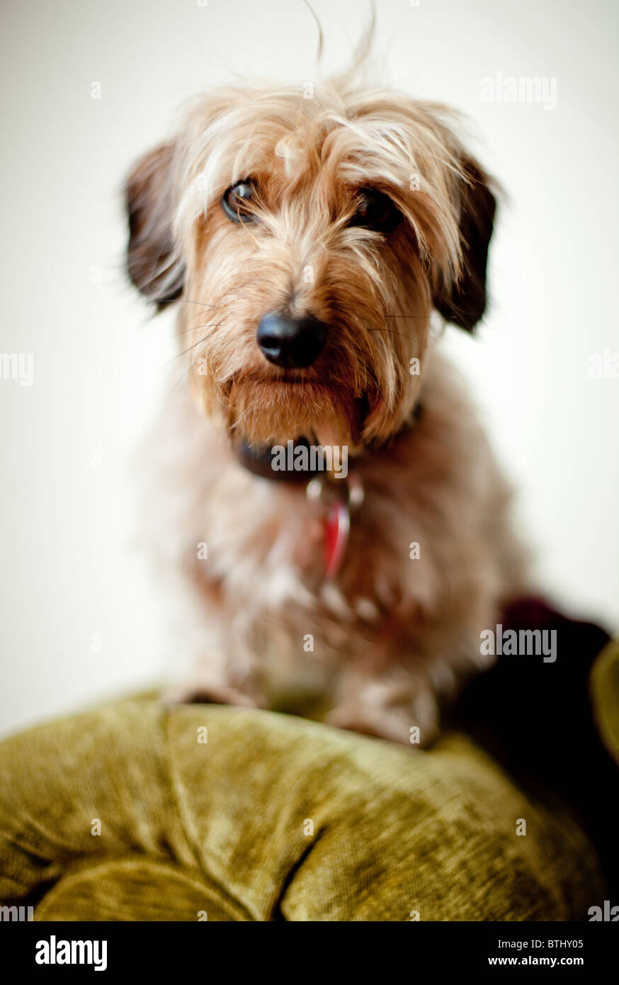 Un simpatico Yorkshire Terrier cane Foto Stock