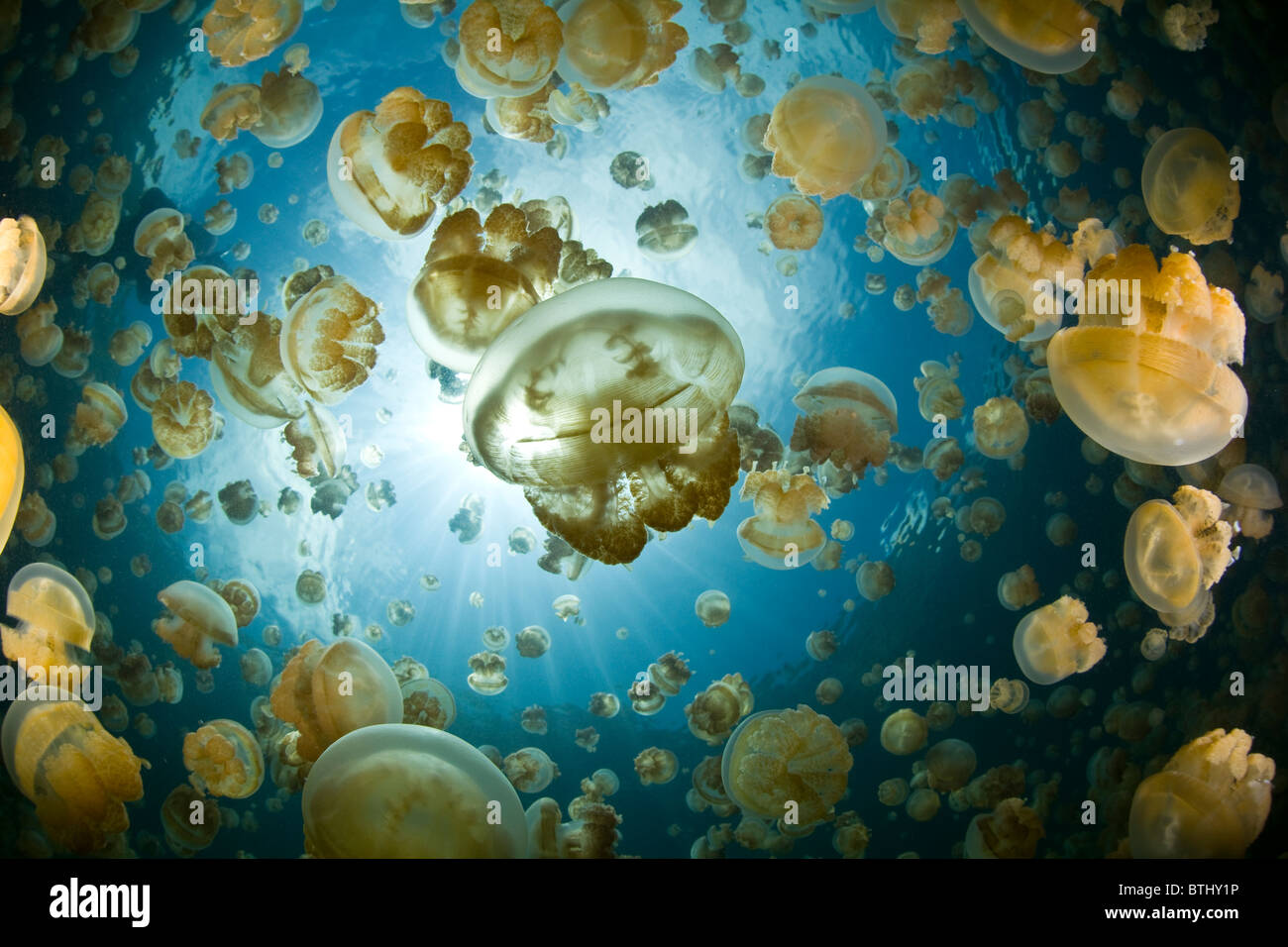 Milioni di meduse, Mastigias papua etpisonii, riempire un unico lago marino in Palau. Foto Stock