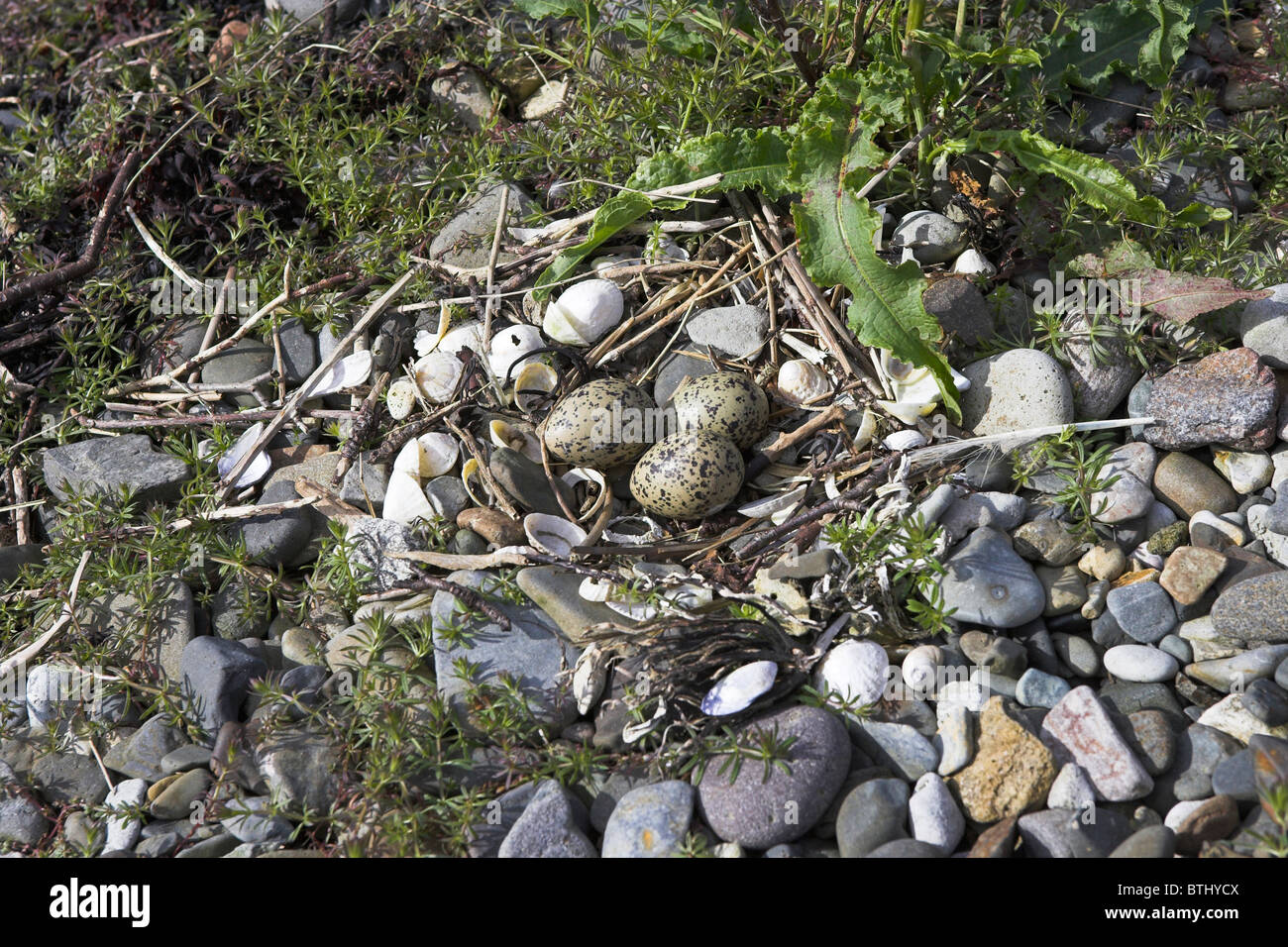 Eurasian Oystercatcher Haematopus ostralegus nido con tre uova sulla spiaggia Kilchoan, a Ardnamurchan Peninsula, Scozia in maggio. Foto Stock