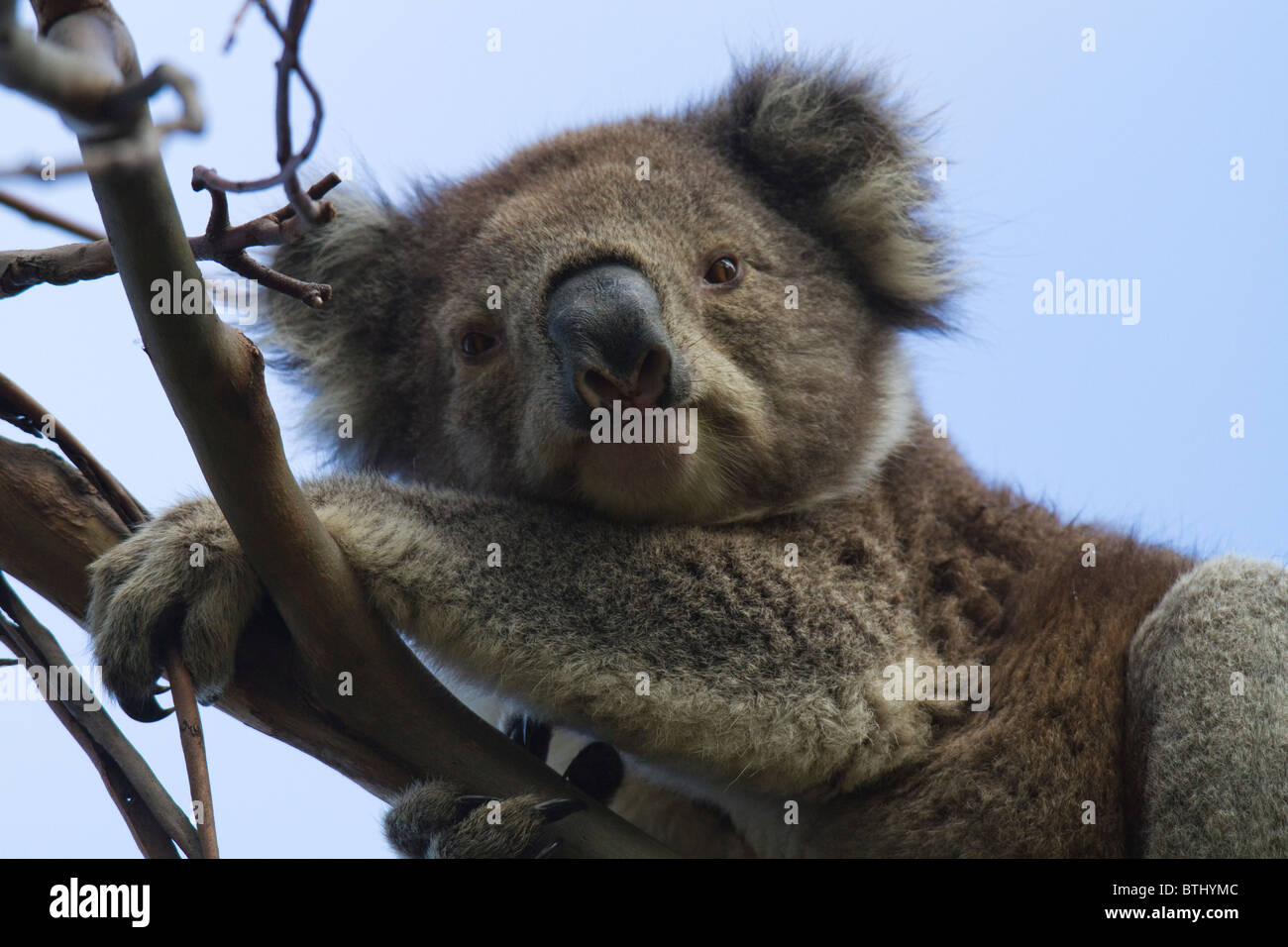 Koala (Phascolarctos cinereus) guardando in giù da un albero di eucalipto branch Foto Stock