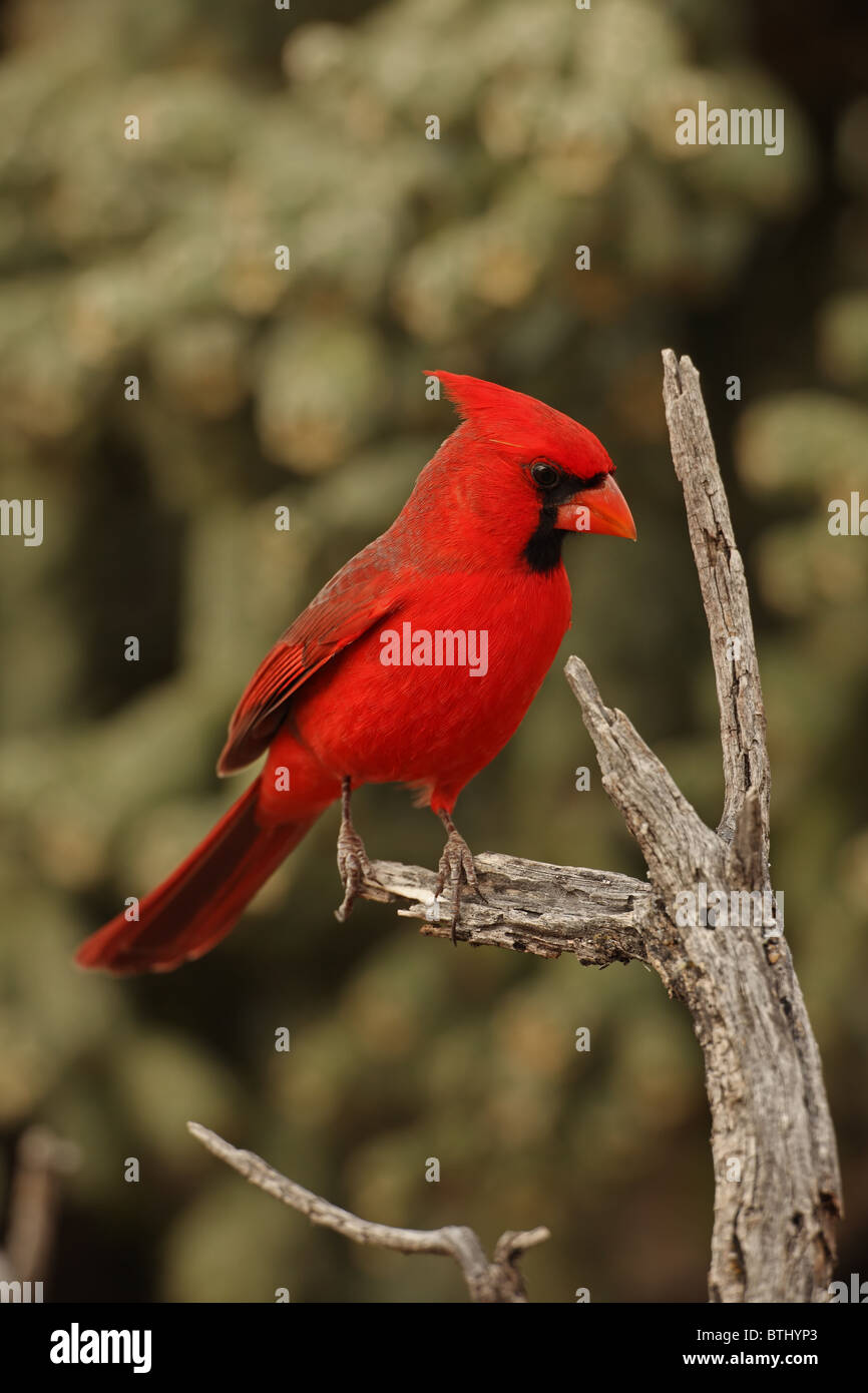 Il Cardinale settentrionale (cardinalis cardinalis) - Arizona - maschio - arroccato Foto Stock