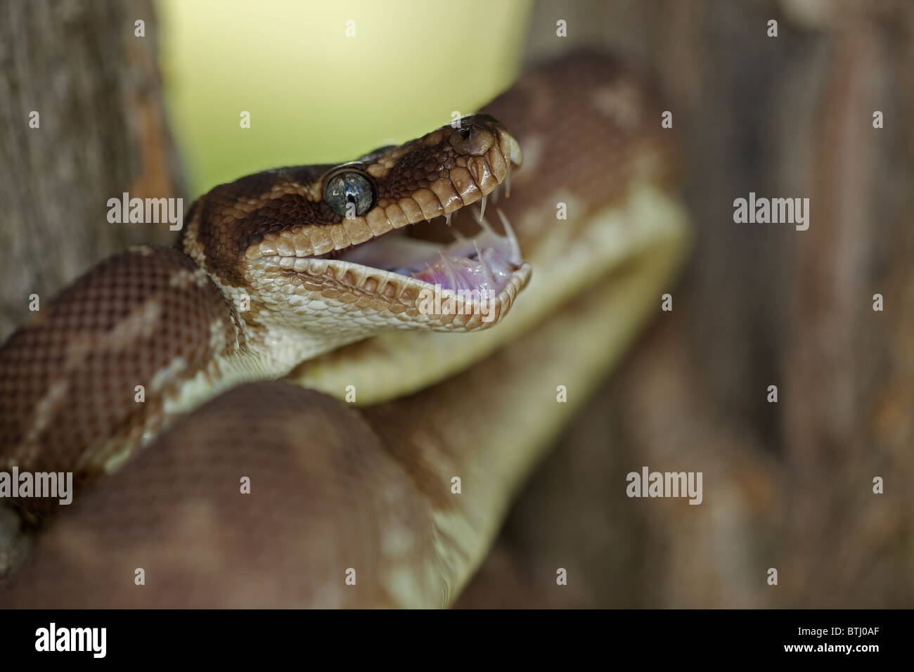 Rough-scalate in Python (Morelia carinata) posizione difensiva - Australia - Captive - uno dei più rari serpenti nel mondo Foto Stock