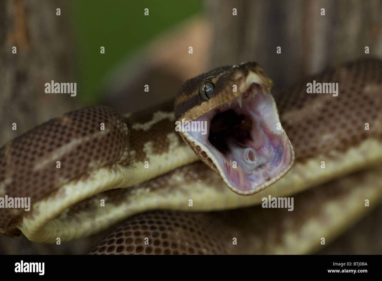 Rough-scalate in Python (Morelia carinata) posizione difensiva - Australia - Captive - uno dei più rari serpenti nel mondo Foto Stock