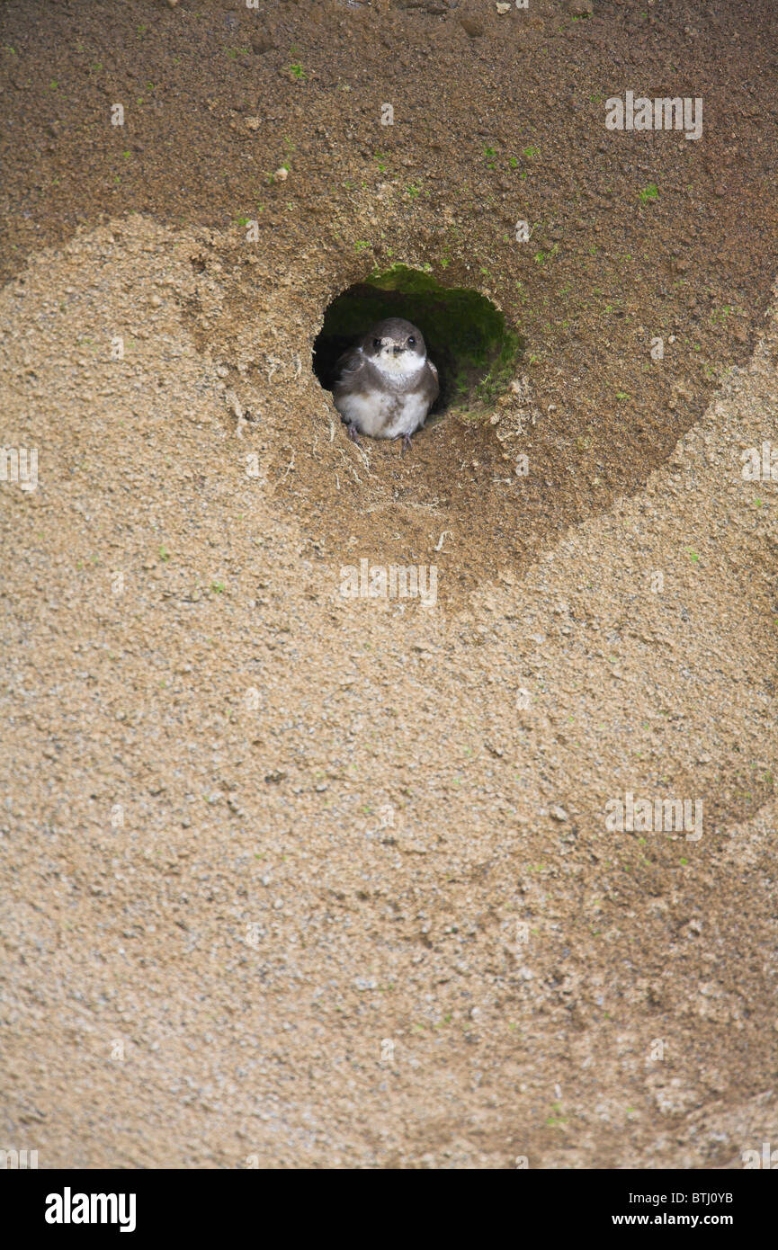 Sand Martin Riparia Riparia a nido di colonia foro vicino Kilchoan, a Ardnamurchan, Scozia in maggio. Foto Stock