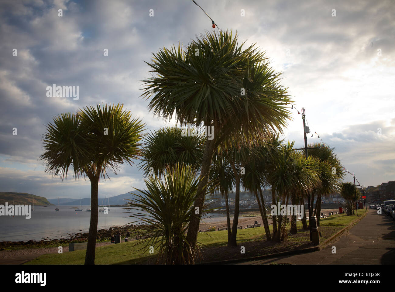 Viste delle palme sul lungomare a Millport sull'Isola di Cumbrae, al largo della costa della Largs Ayrshire, Scoltland Foto Stock