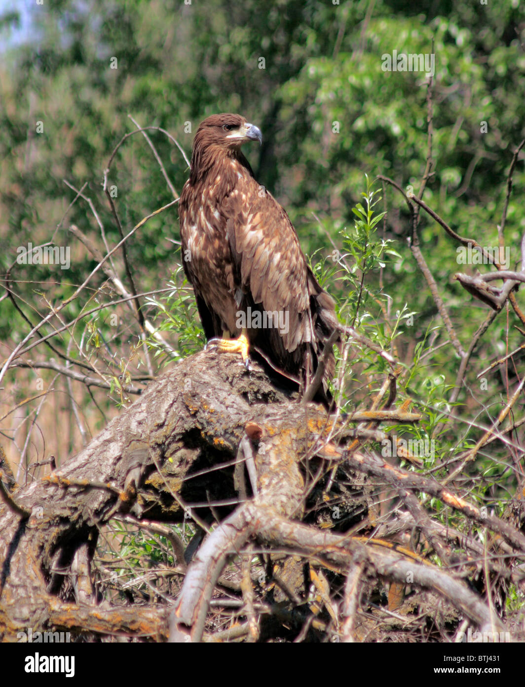 Falcon, Volga River Delta, Regione di Astrakhan, Russia Foto Stock