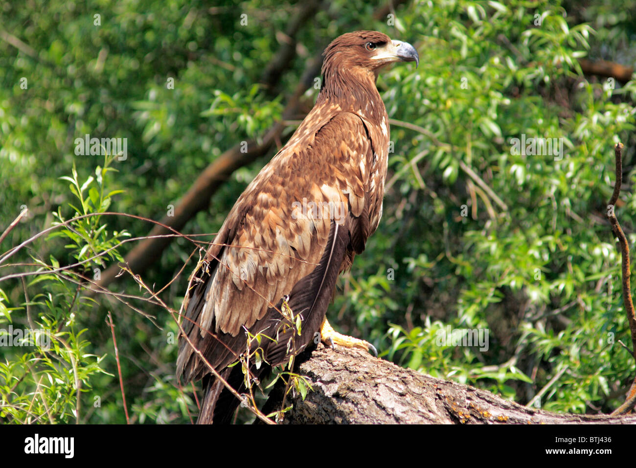 Falcon, Volga River Delta, Regione di Astrakhan, Russia Foto Stock