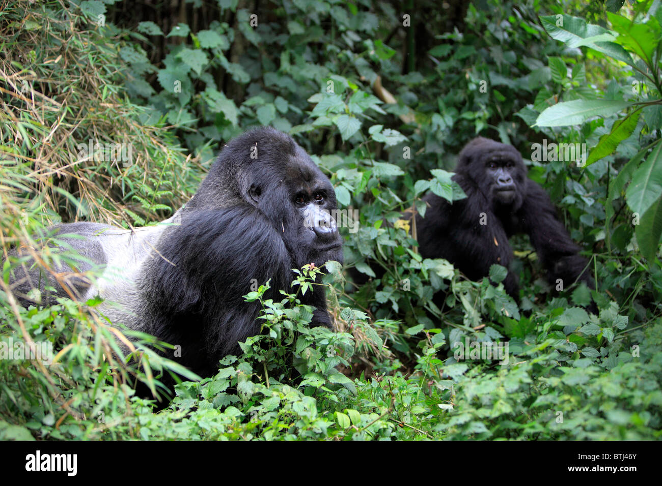 Gorilla di Montagna (Gorilla beringei beringei), Parc National des Volcans, Ruanda Foto Stock