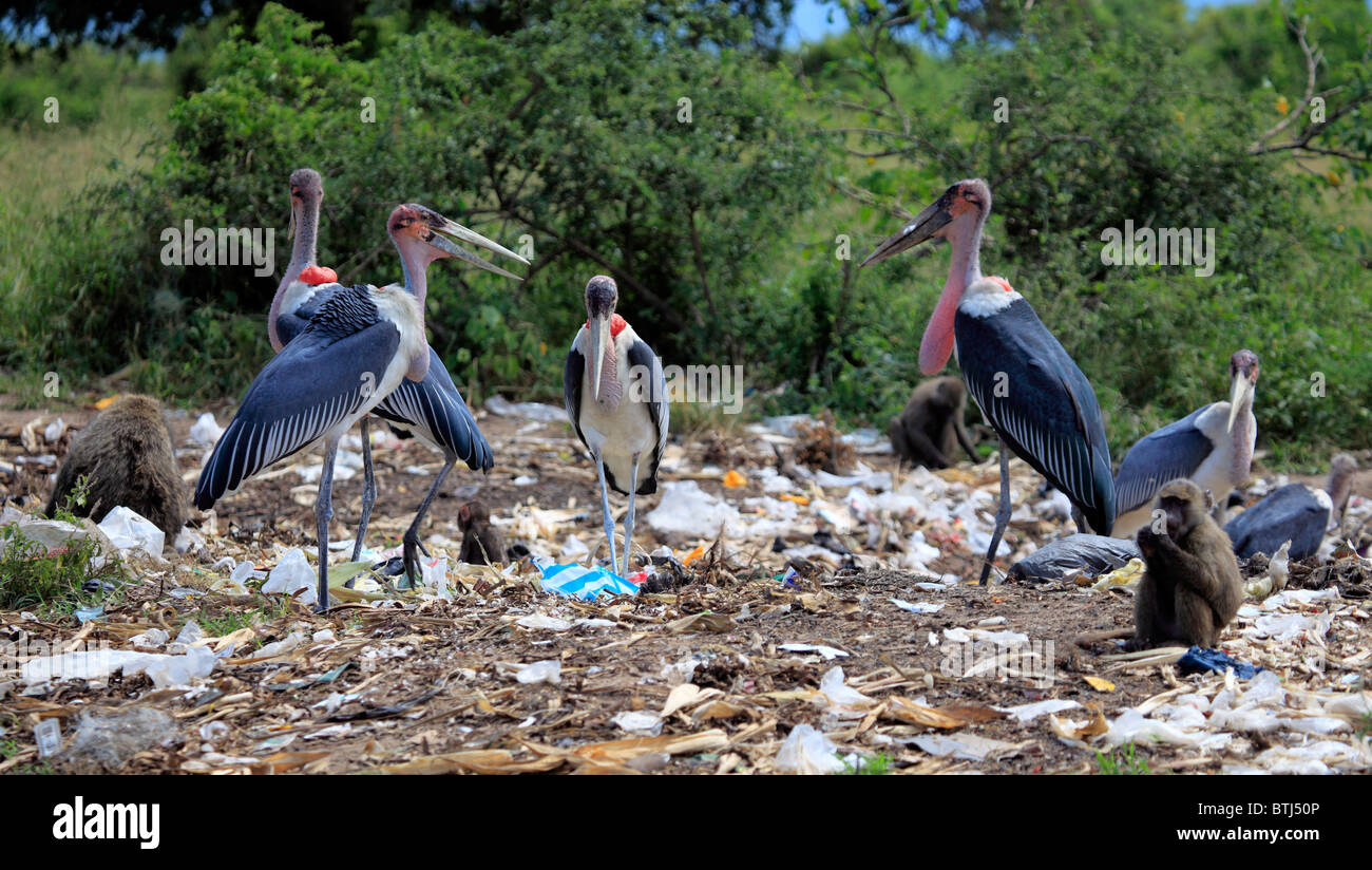 Gli animali a junkyard, Uganda, Africa orientale Foto Stock