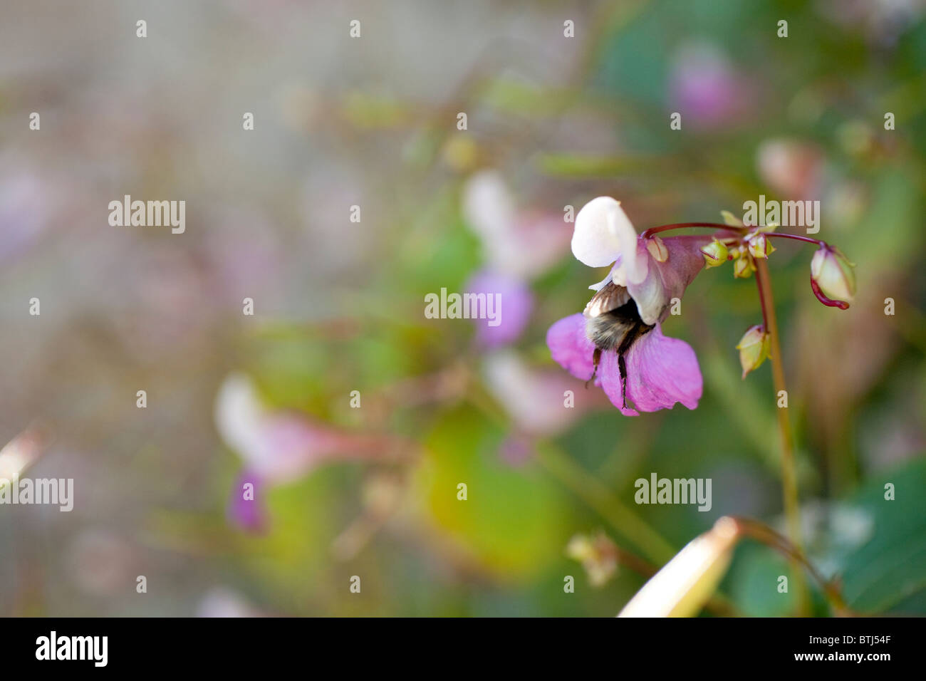 Un divertente colpo di una API che non ha abbastanza montare il fiore è stato in visita per il polline. Si tratta di fondo e schiena gambe rimangono visibili. Foto Stock