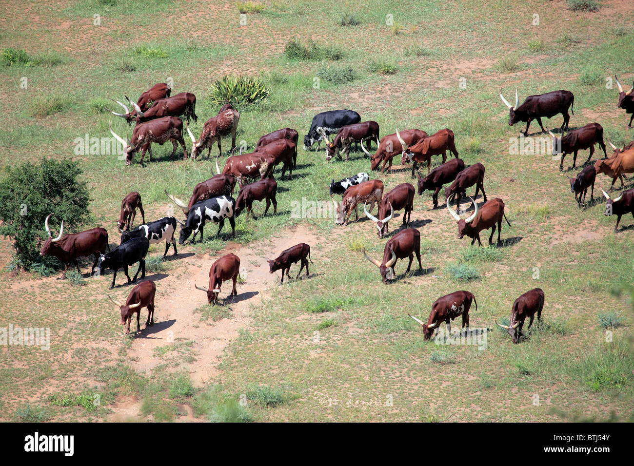 Ankole longhorn bovini, Uganda, Africa orientale Foto Stock