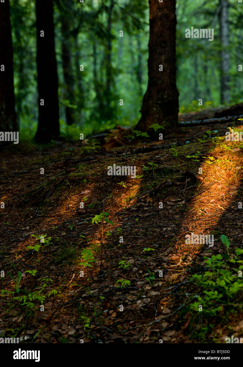 Raggi di sole sul terreno in una foresta scura Foto Stock