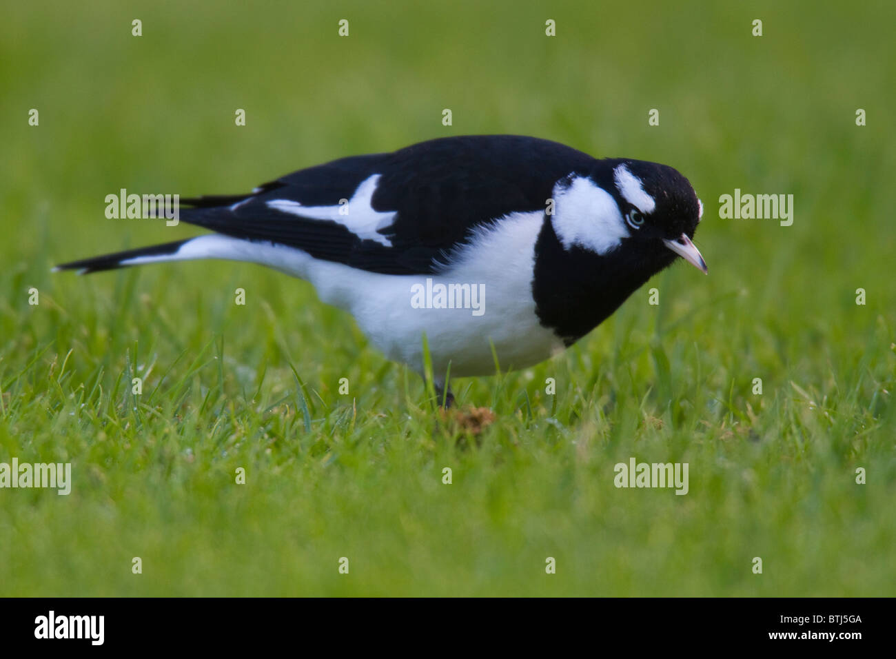 Magpie-Lark (Grallina cyanoleuca) foraggio su un prato Foto Stock