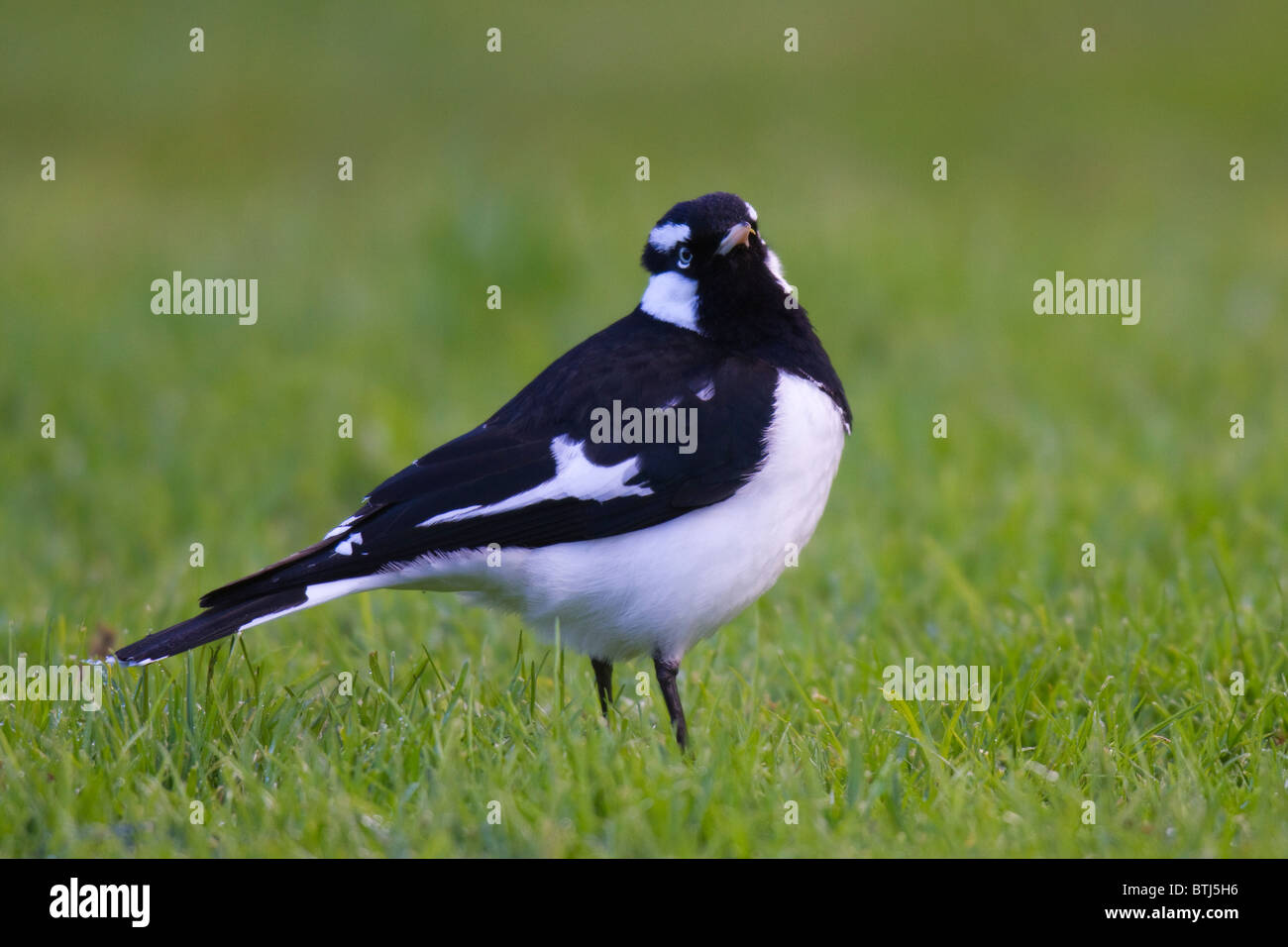 Magpie-Lark (Grallina cyanoleuca) su un prato Foto Stock