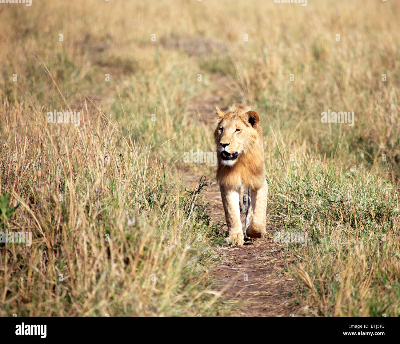 Lion (Panthera leo), Kidepo national park, Uganda, Africa orientale Foto Stock