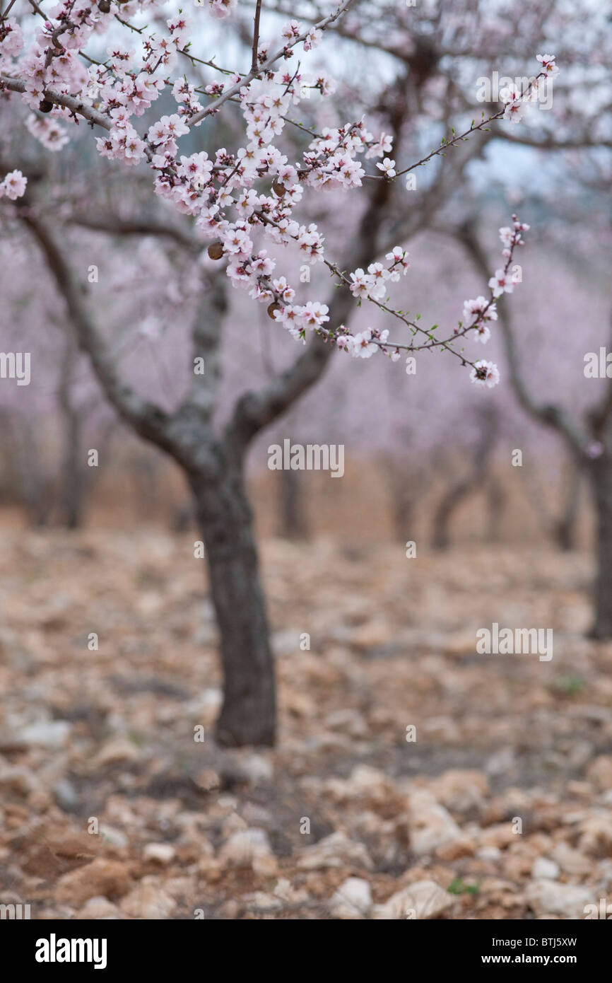 Mandorli in fiore al crepuscolo da uno studio di 4 immagini Foto Stock