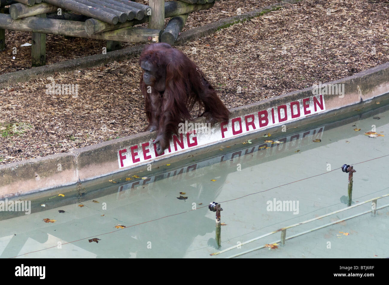 Dudley Zoo West Midlands UK - orang-stimolazione utang proprio recinto su calcestruzzo moat edge con recinto elettrico Foto Stock